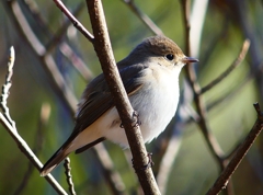 P4620240：ニシオジロビタキ_R