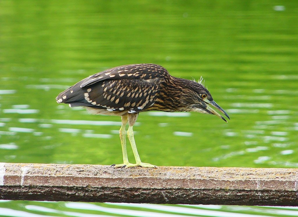 P1120710：ホシゴイ_R