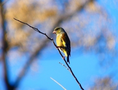 P3670533：カワラヒワ_R