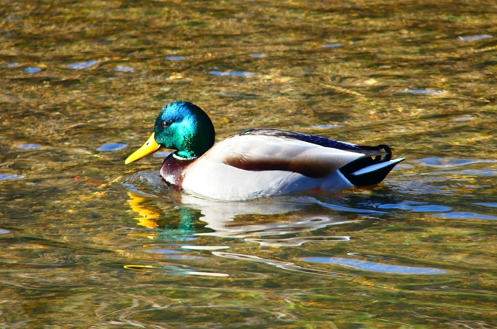 P4730143：マガモ（オス）_R