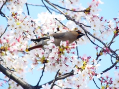 P4000228：桜にキレンジャク_R