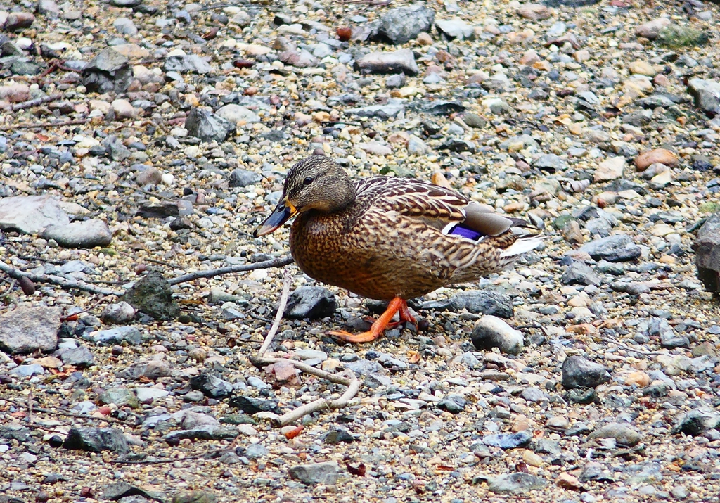 P4750261：マガモ（メス）_R