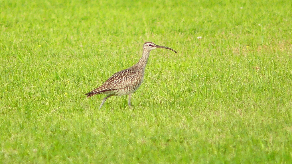P4060788：チュウシャクシギ_R