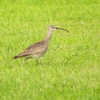 P4060788：チュウシャクシギ_R