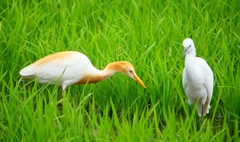 P1060381：アマサギ、コサギ_R