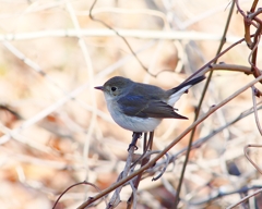 P4620464：ニシオジロビタキ_R