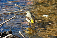 P3750436：氷上のキセキレイ_R