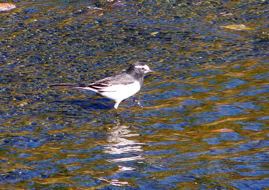 P1270588：セグロセキレイ_R