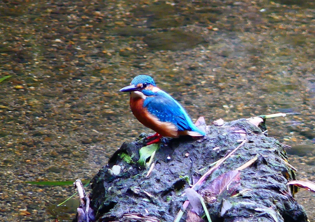 P1310917：カワセミ（オス）_R
