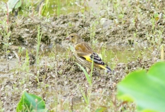 P4130493：カワラヒワ_R