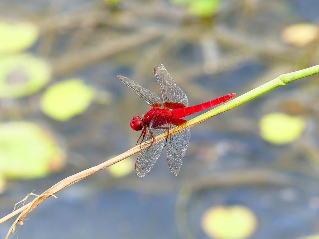 P1090137：ショウジョウトンボ（オス）_R