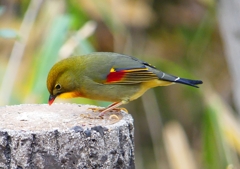 P1600082：ソウシチョウ_R