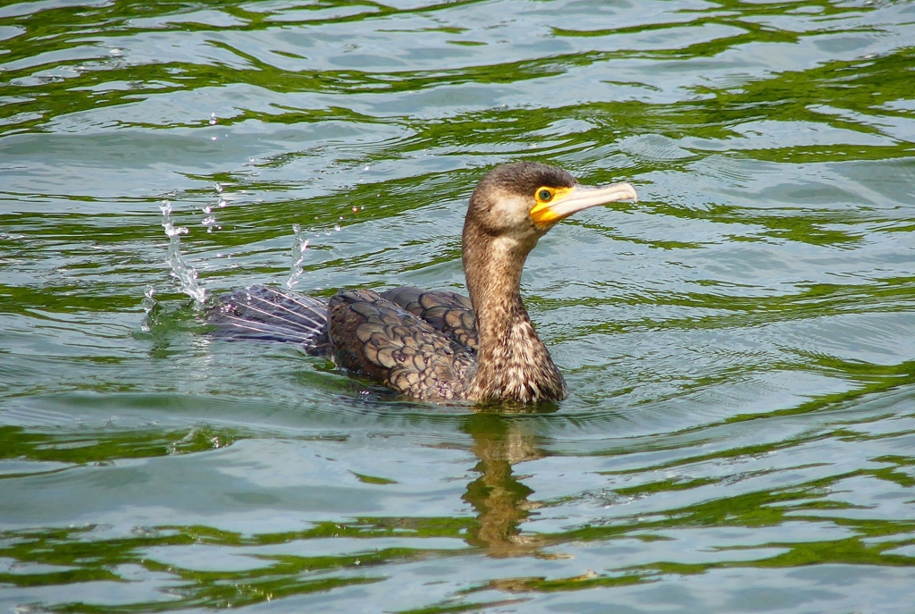 P4080263：カワウ（若鳥）_R