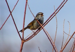 P1840319：ウグイス_R