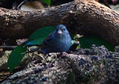 P1750036：クロジ_R