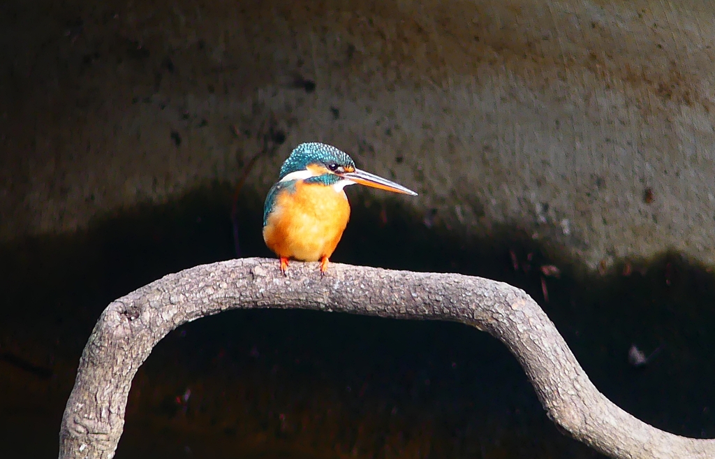 P4700484：カワセミ（メス）_R