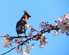 P3980218：桜にキレンジャク_R