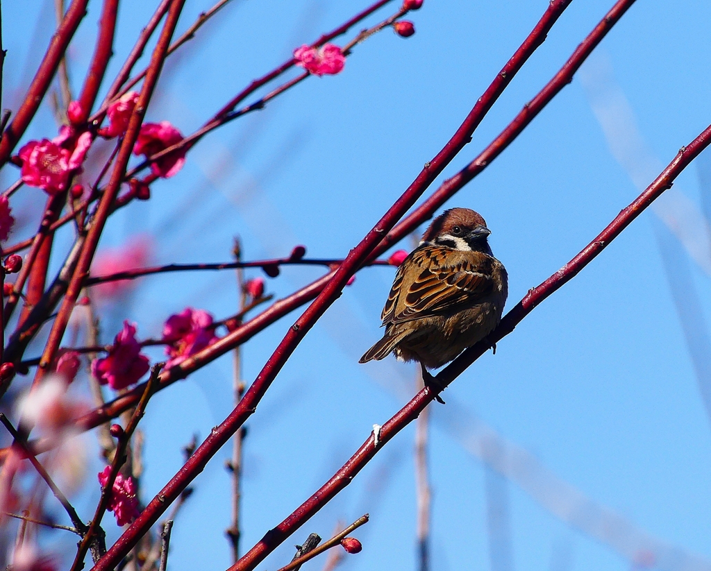P3840592：紅梅にスズメ_R