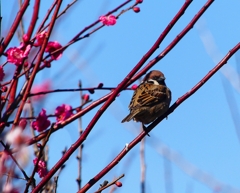 P3840592：紅梅にスズメ_R