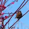 P3840592：紅梅にスズメ_R