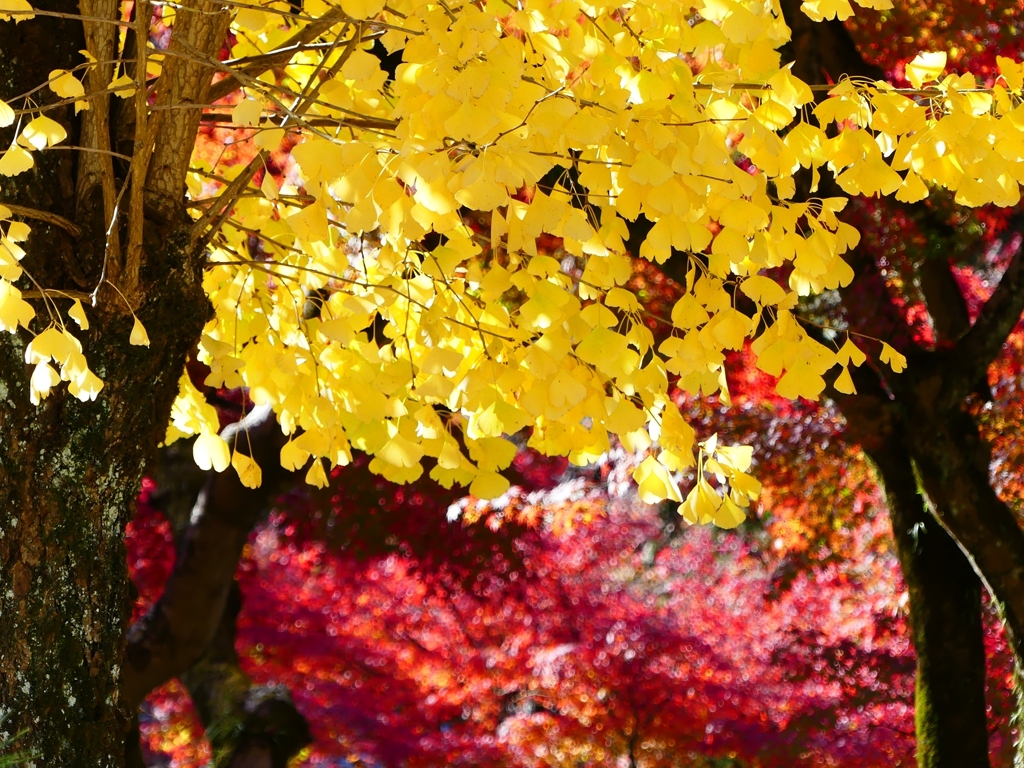 P1030412：南禅寺＜京都の紅葉＞_R