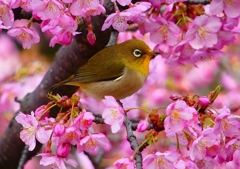 P1870169：河津桜にメジロ_R