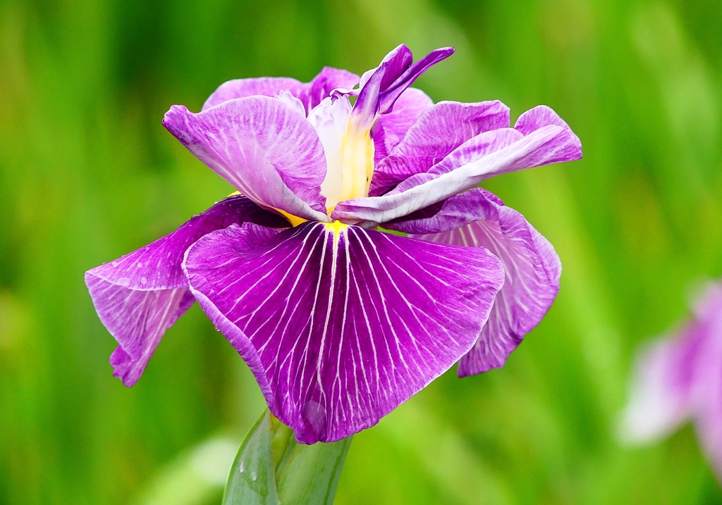 P4170719：菖蒲_R