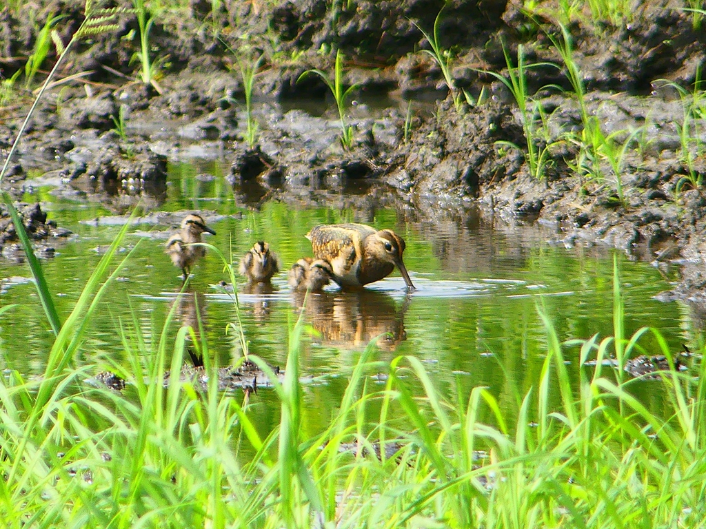 P1130332：タマシギ親子_R