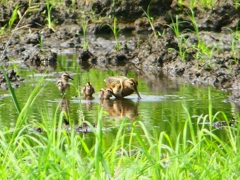 P1130332：タマシギ親子_R