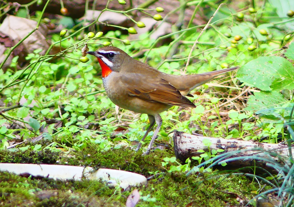P1350431：ノゴマ（オス）_R