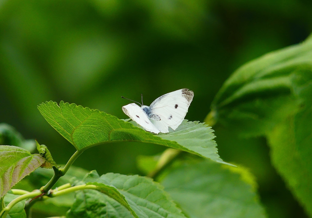 P4140482：モンシロチョウ_R