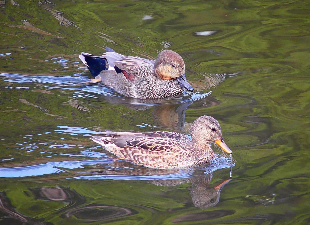 P4540305：オカヨシガモ_R