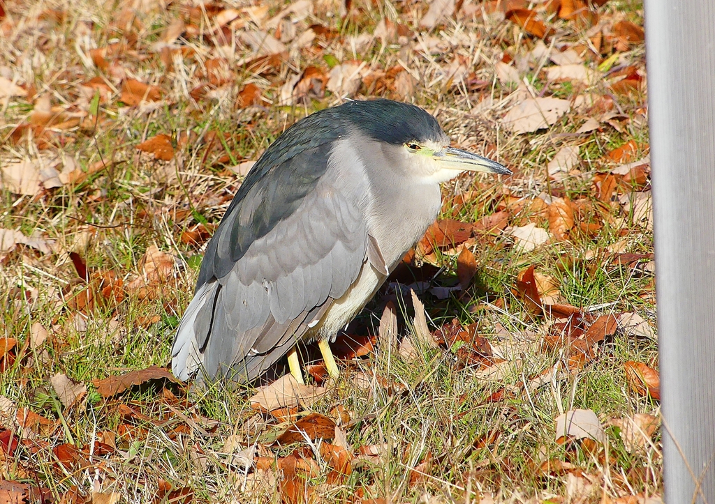 P1620258：ゴイサギ_R