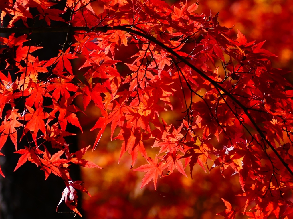 P1030452：永観堂＜京都の紅葉＞_R