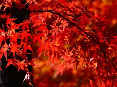 P1030452：永観堂＜京都の紅葉＞_R