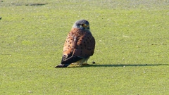 P1980823：チョウゲンボウ-14_R
