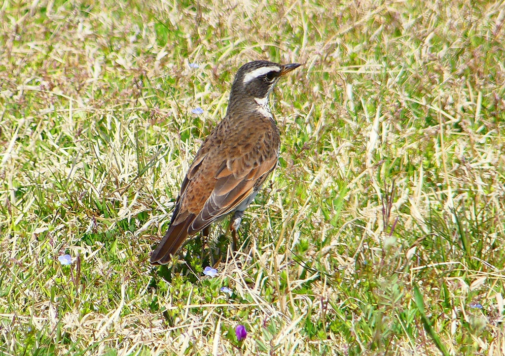 P1910442：ツグミ_R