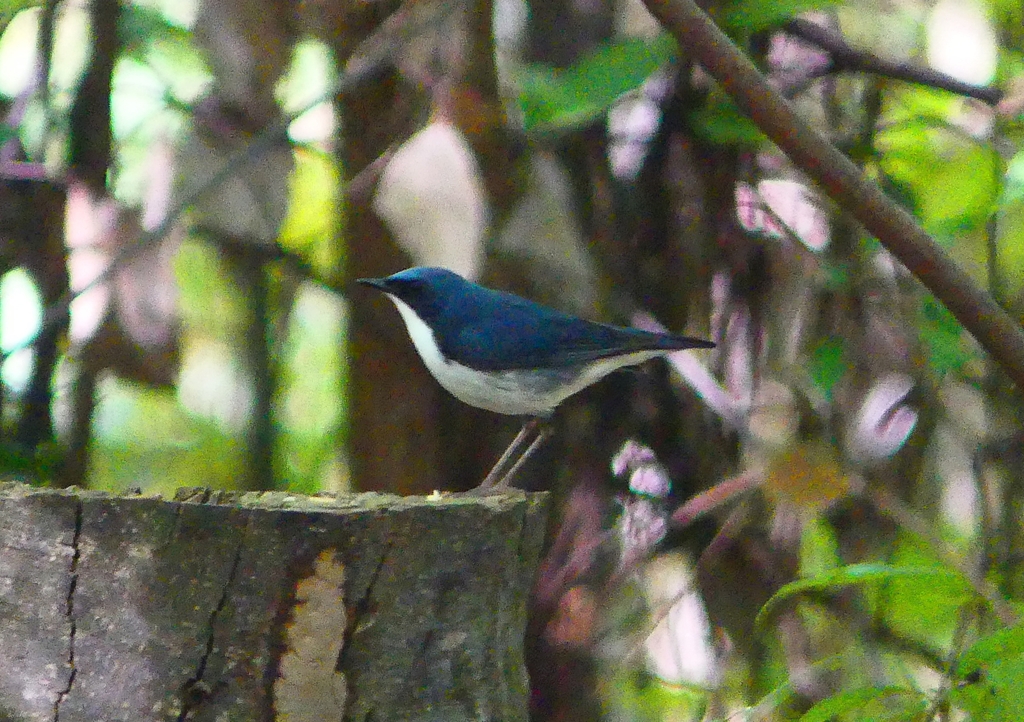 P2000909①コルリ（オス）_R