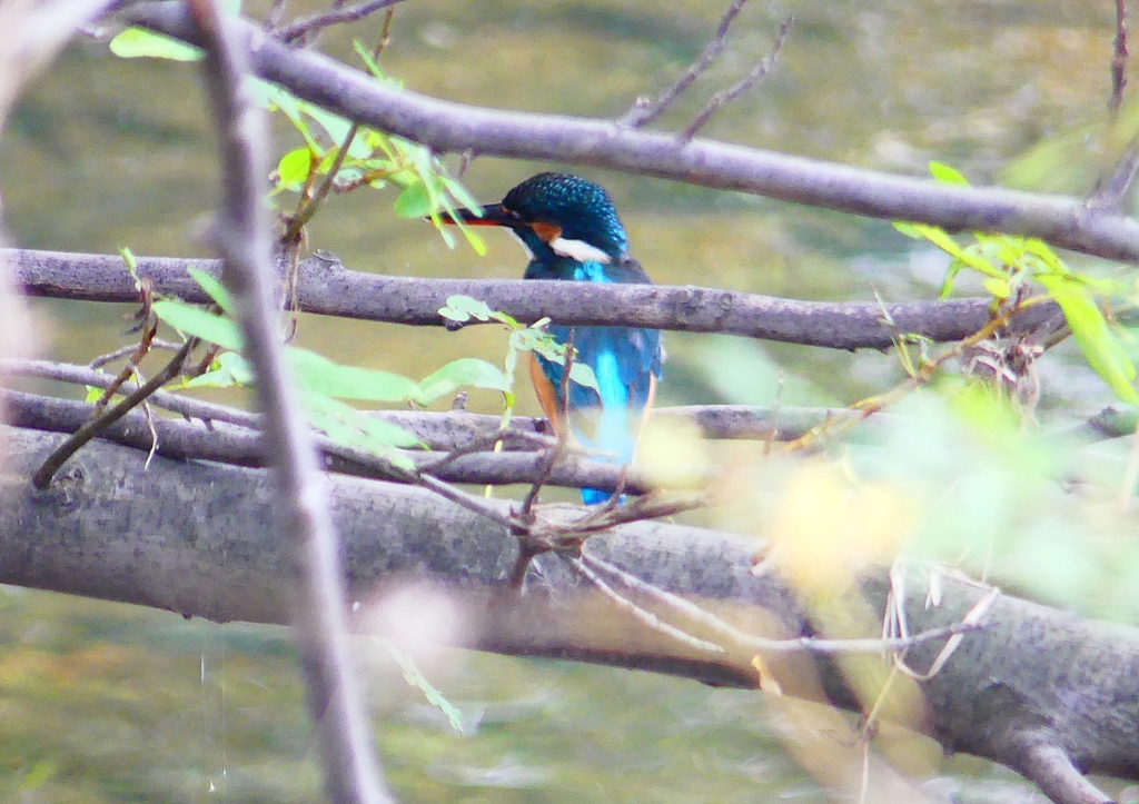 P1330772：カワセミ（メス）_R