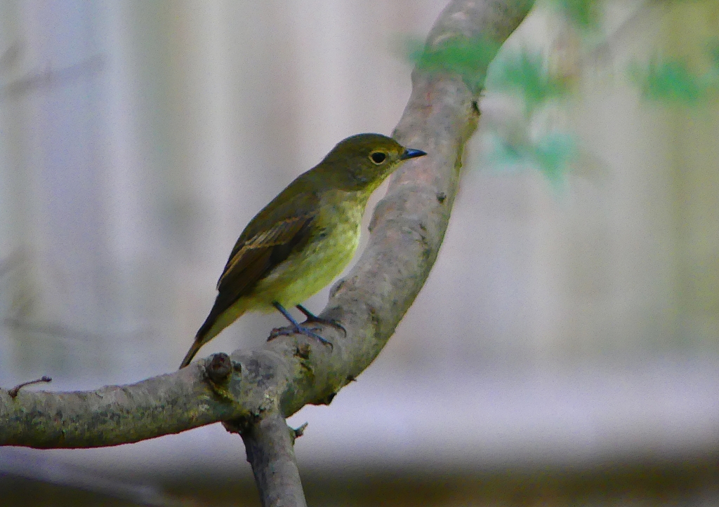 P1310690：キビタキ（メス）_R