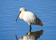 P1690583：ヘラサギ_R