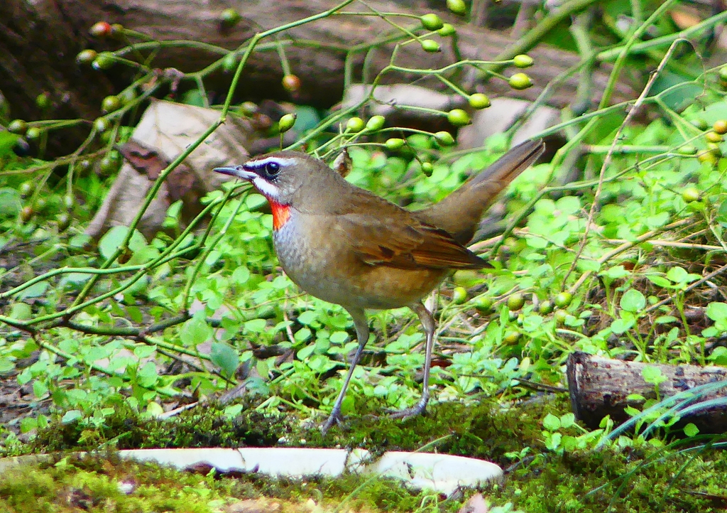 P1350377：ノゴマ（オス）_R