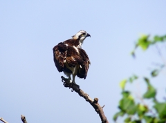 P4400302：ミサゴ_R