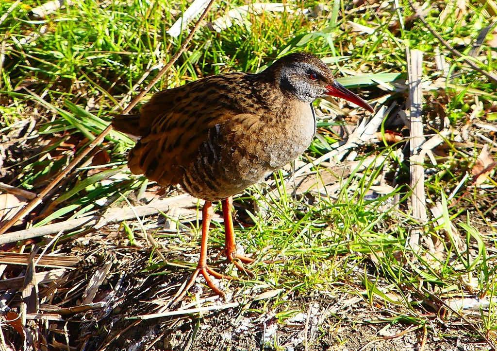 P1730049：クイナ_R