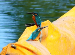 P4480521：カワセミ（オス）_R