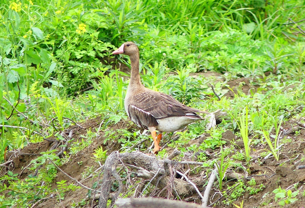P4910640：マガン_R