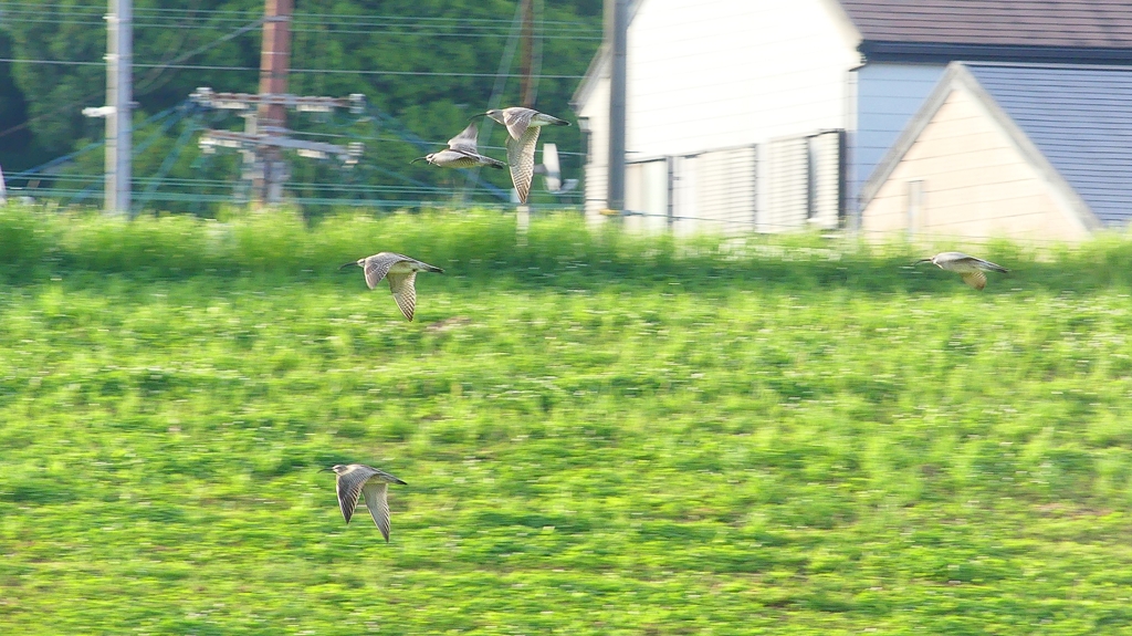 P4080771：飛ぶチュウシャクシギ_R