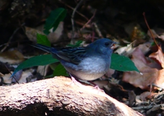 P1760601：クロジ_R