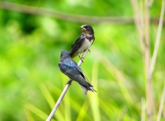 P1010258：ツバメ（幼鳥）_R