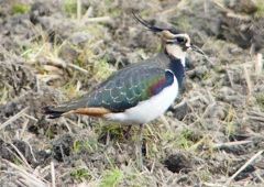 P1540681：タゲリ_R